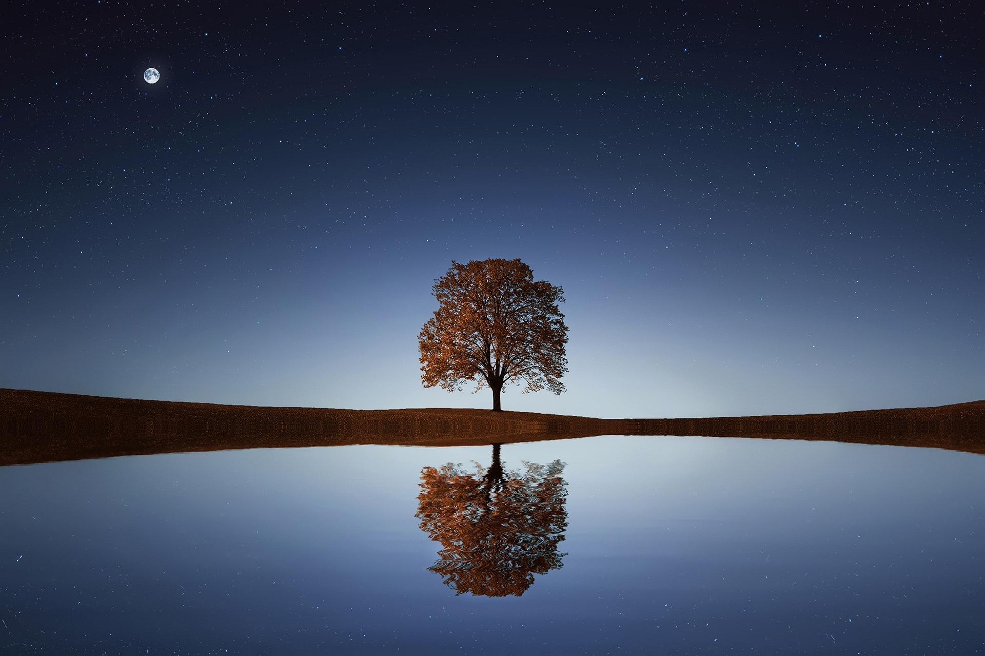 albero che si riflette nella notte